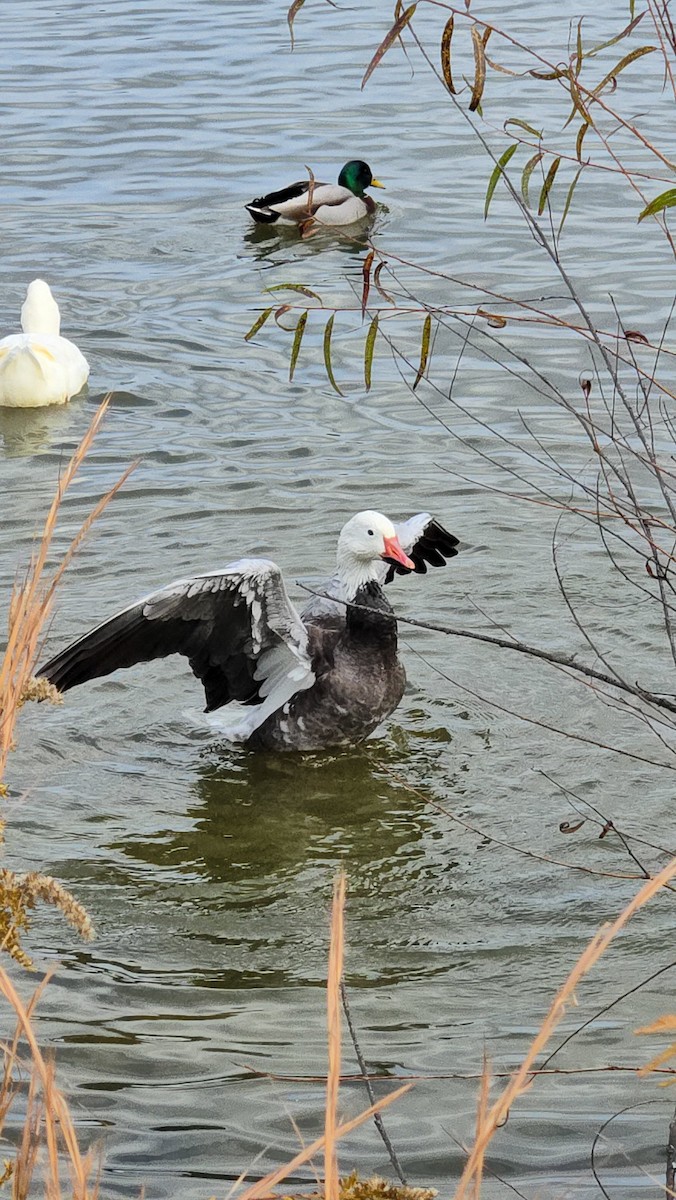 Цасны галуу - ML644490922