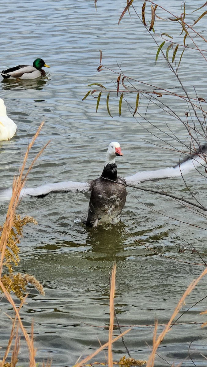 Цасны галуу - ML644490923