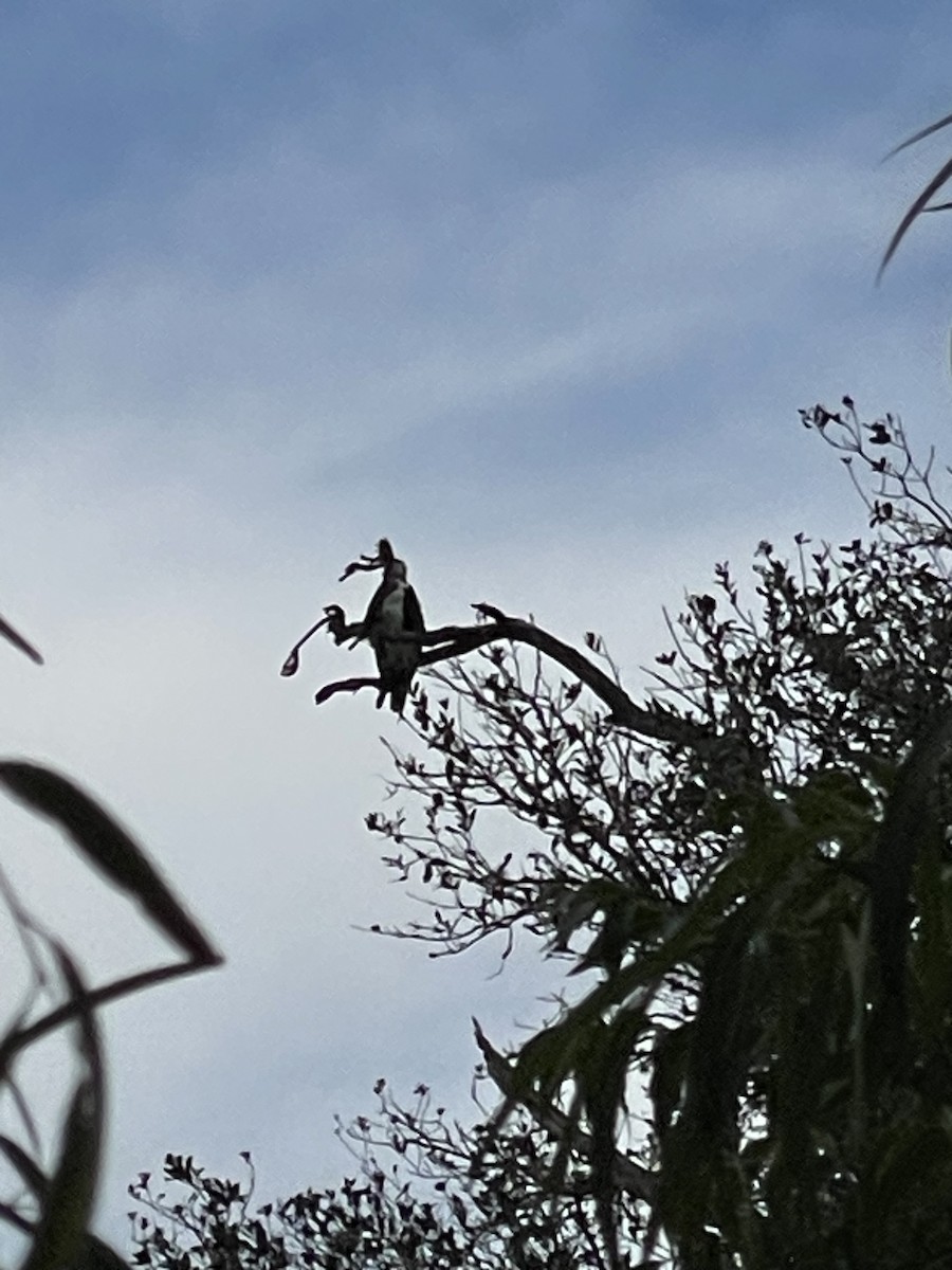 Arrano arrantzalea - ML644490933