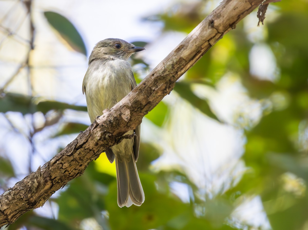 Манакін-вертун білочеревий - ML644490937