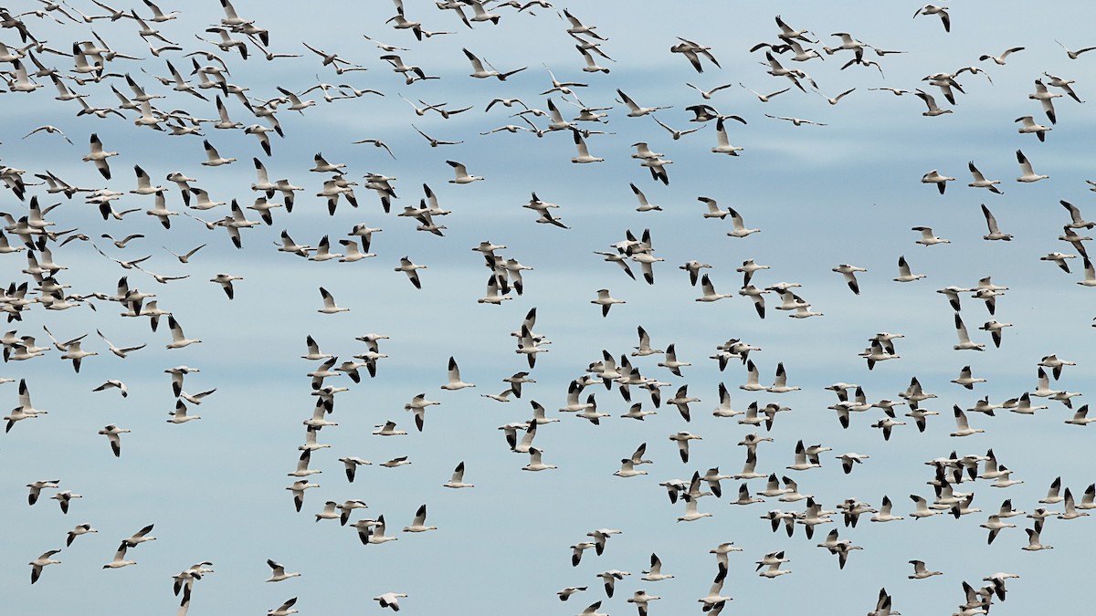 Цасны галуу - ML644490938