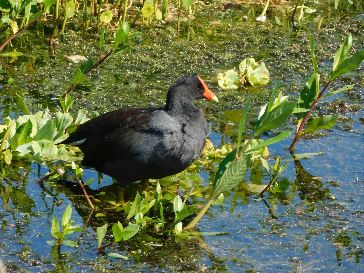 Gallineta Americana - ML644490940