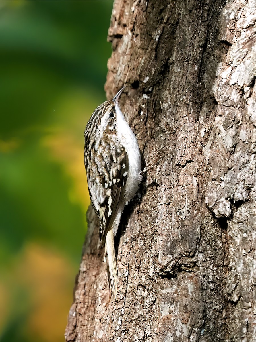 Amerikabaumläufer - ML644490943