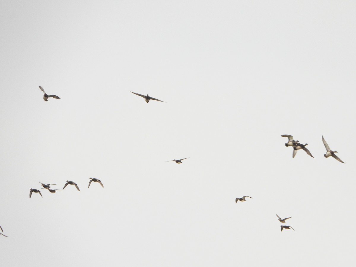 Gadwall - ML644490946