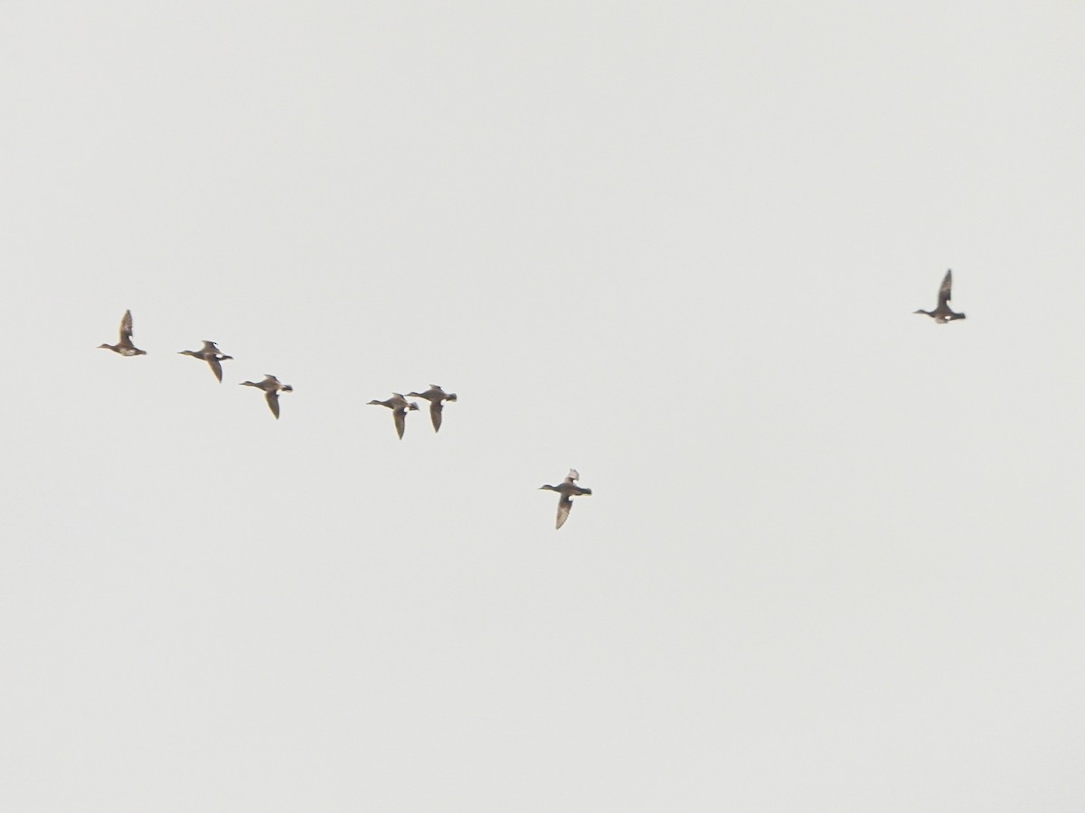 Gadwall - ML644490947