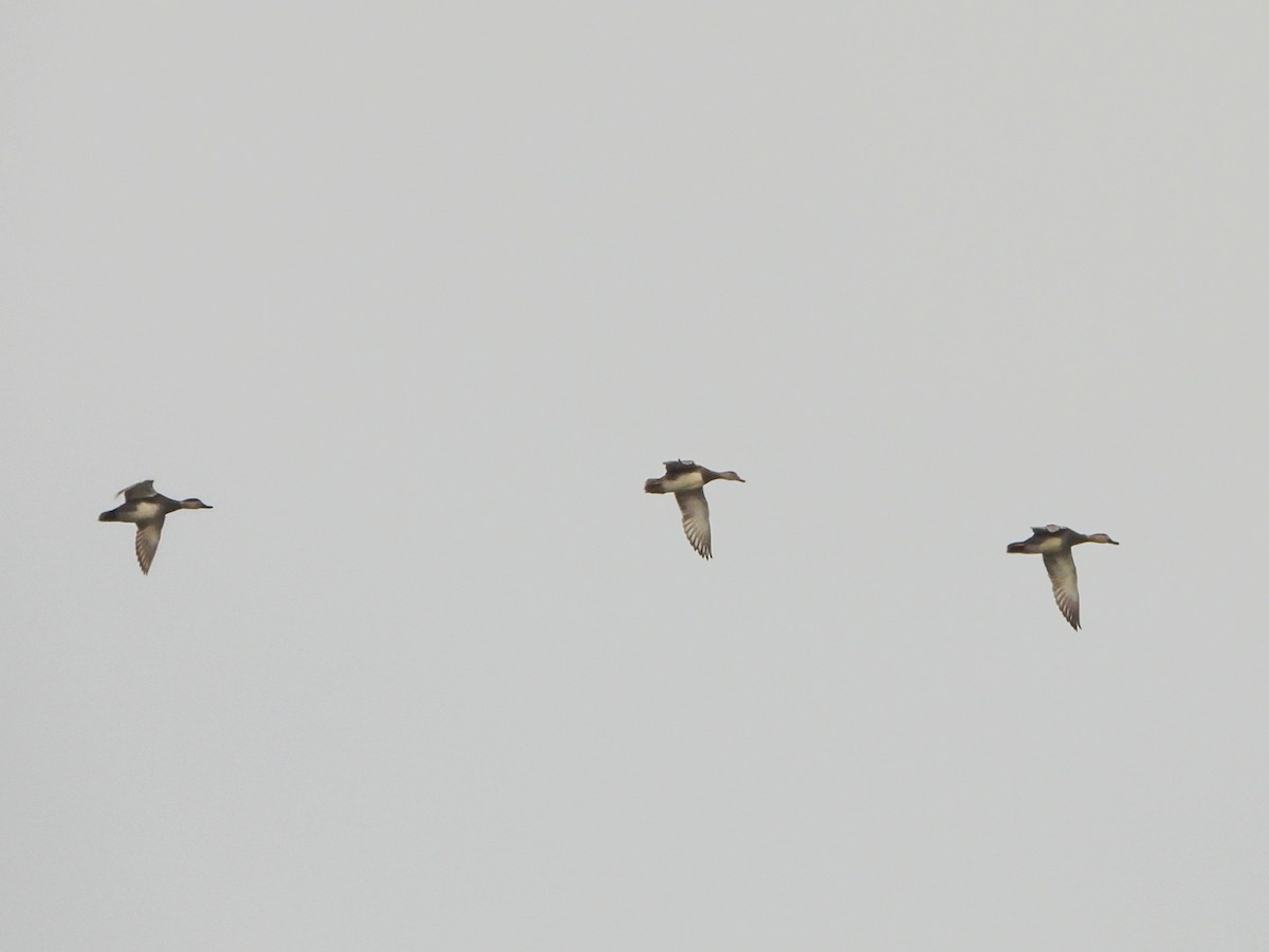 Gadwall - ML644490950