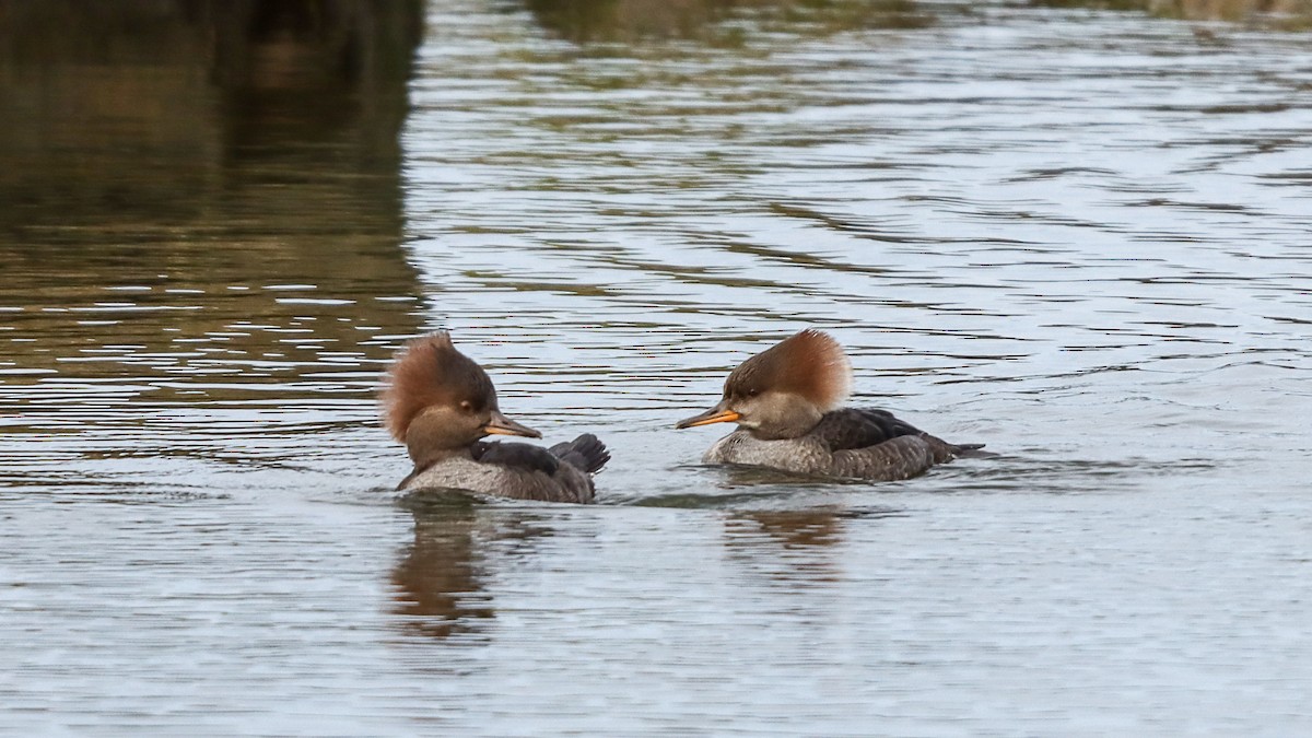 Hooded Merganser - ML644490953