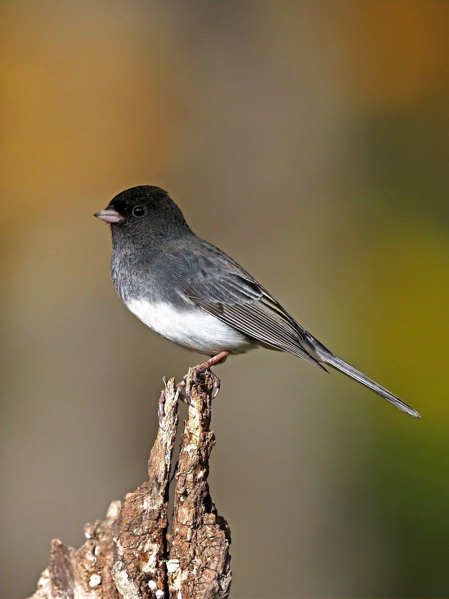 Winterammer - ML644490960