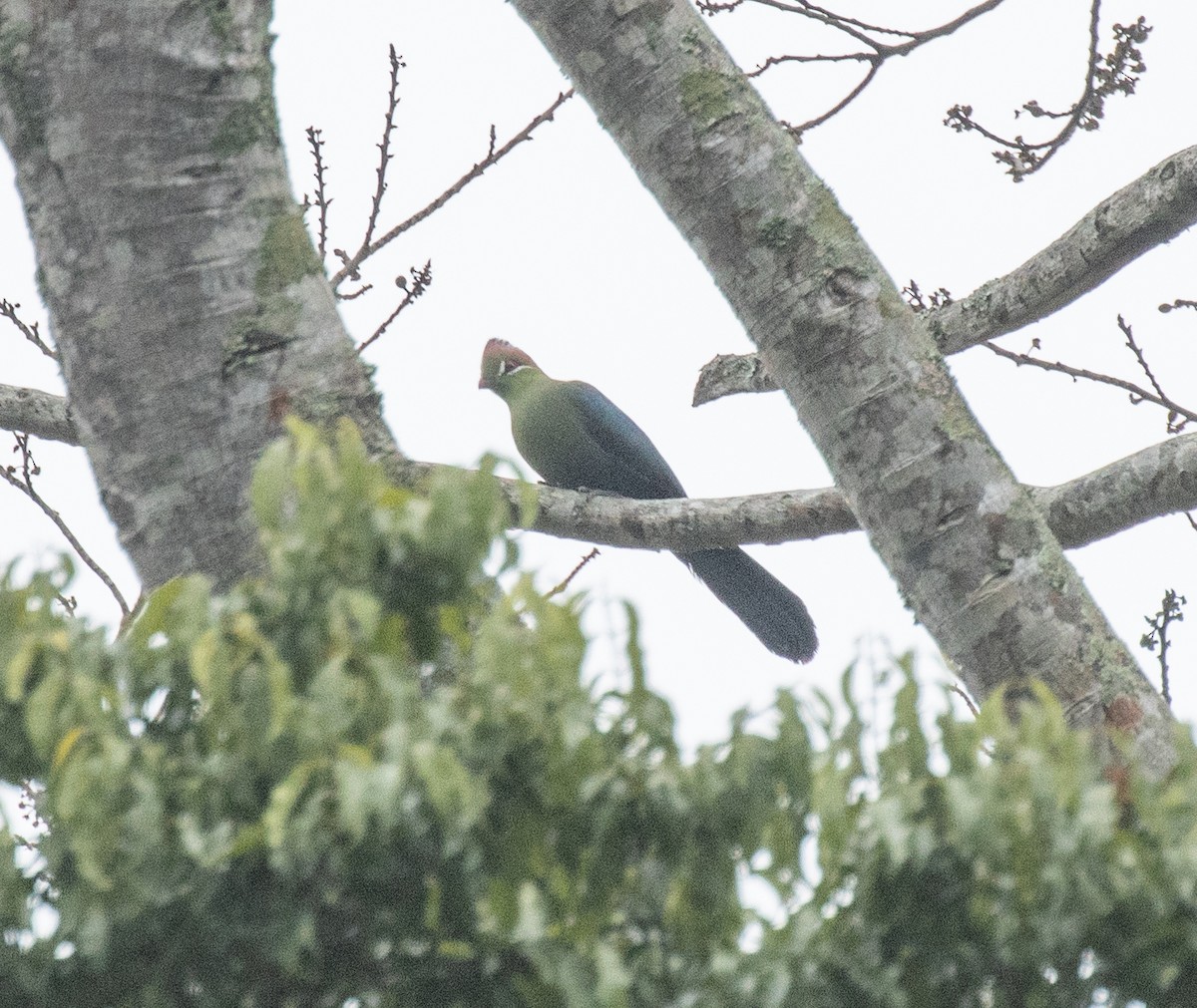 Fischer's Turaco - ML644490962