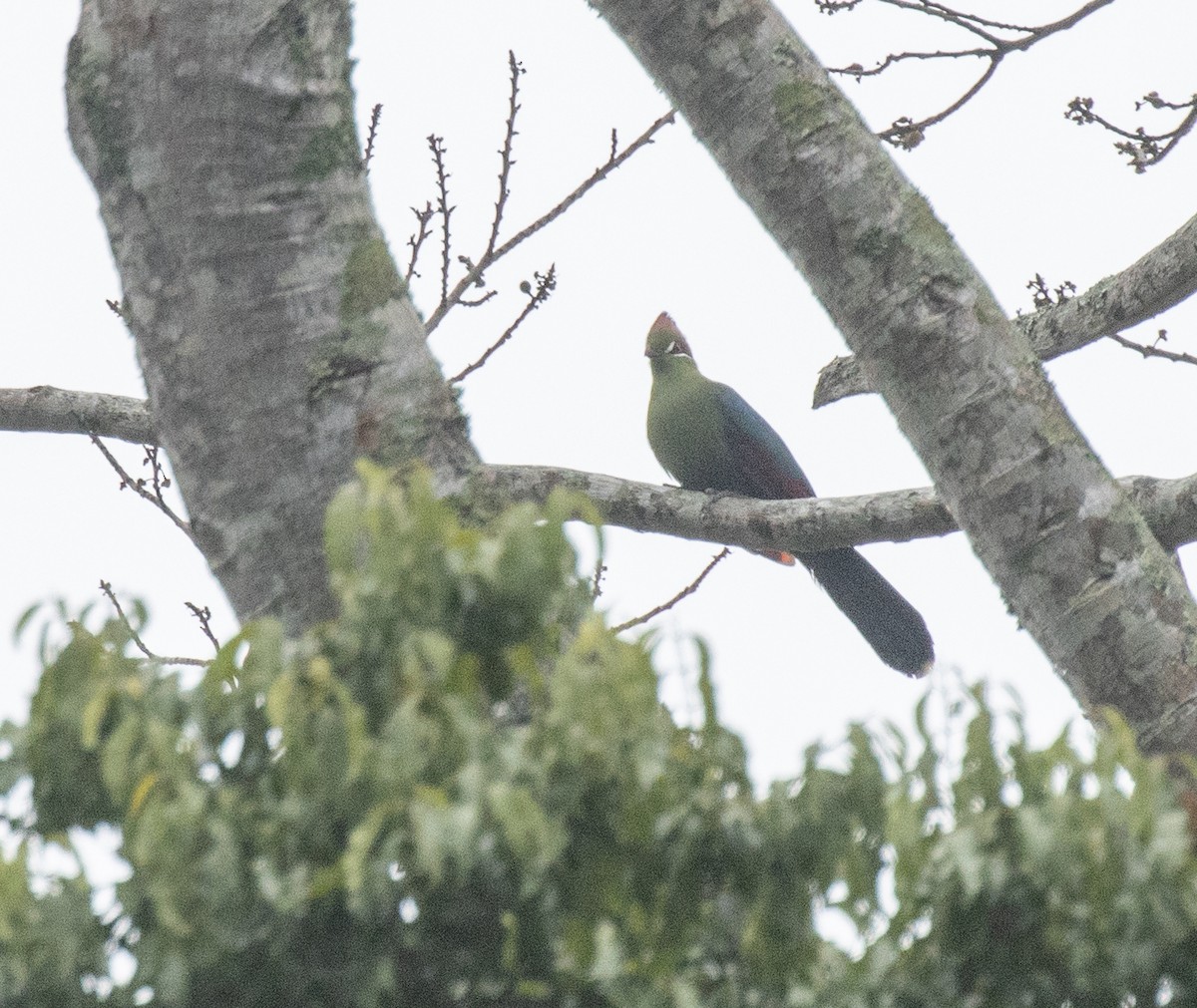 Fischer's Turaco - ML644490967