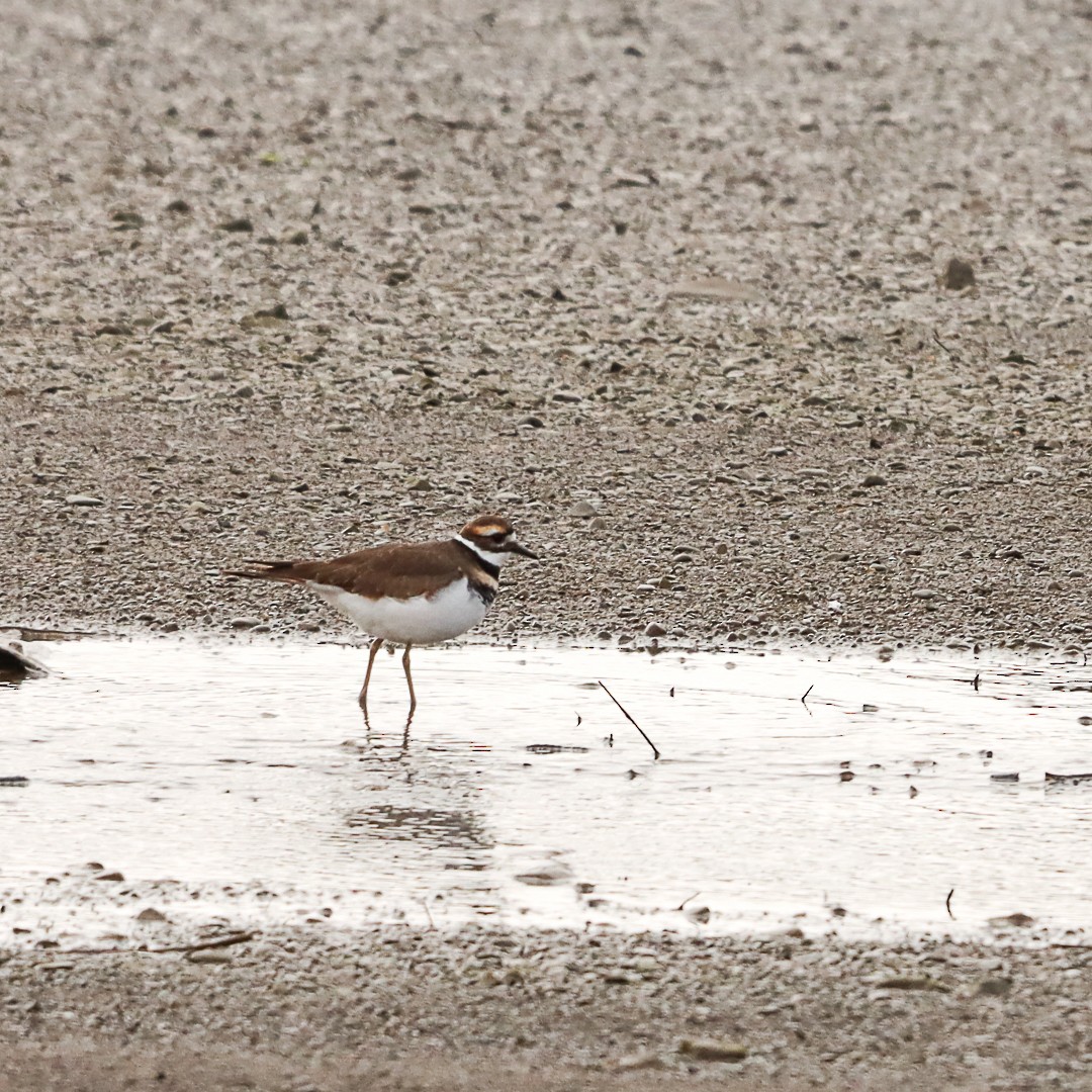 Killdeer - ML644490971