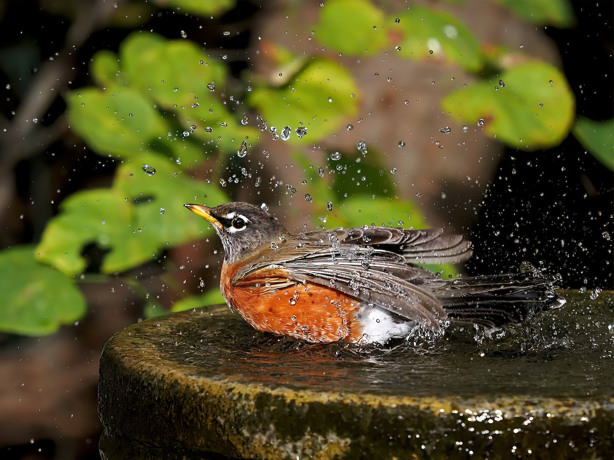 Wanderdrossel - ML644490976