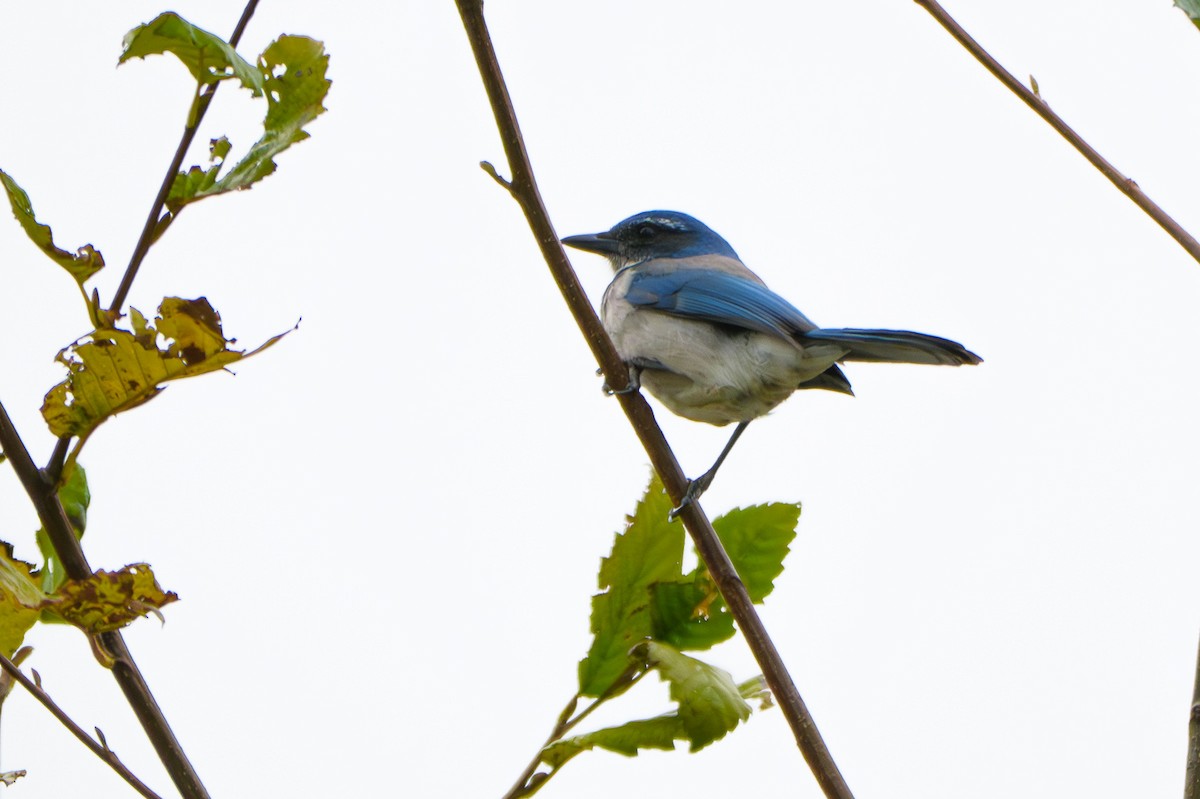 Калифорнийская сойка - ML644490985