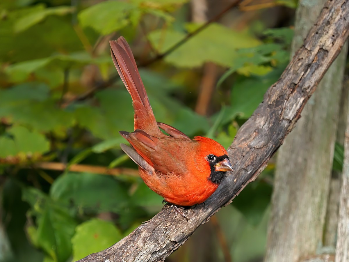 Rotkardinal - ML644490988