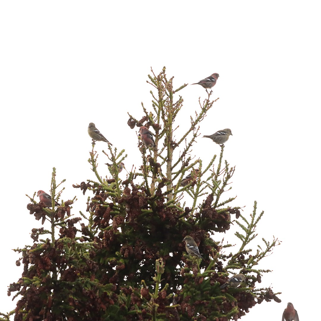 Тольт солбин хошуут - ML644490989