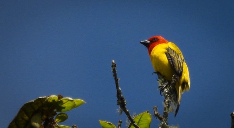 Red-hooded Tanager - ML644490993