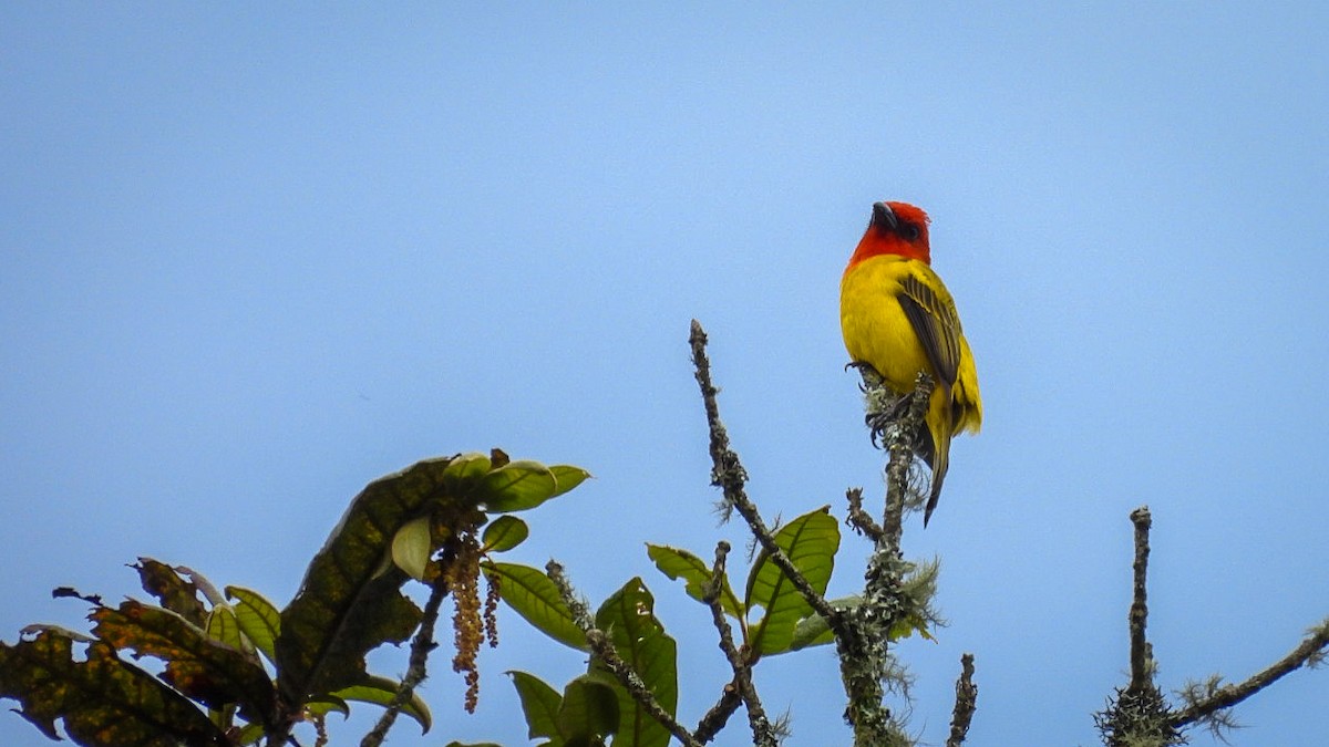 Red-hooded Tanager - ML644490994