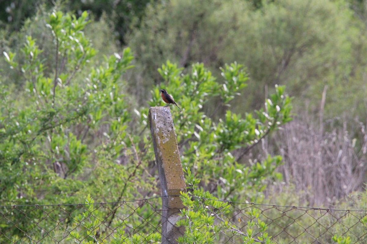 Black-and-rufous Warbling Finch - ML644491000