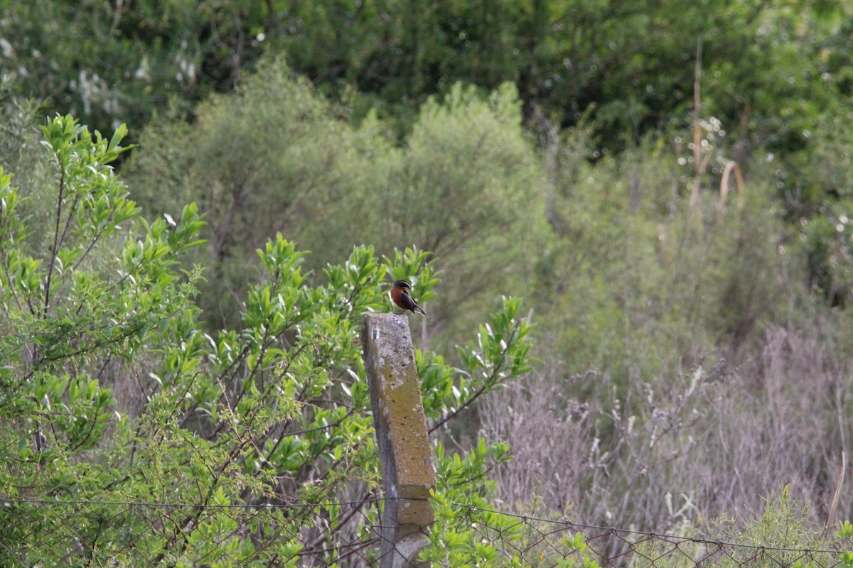 Black-and-rufous Warbling Finch - ML644491001