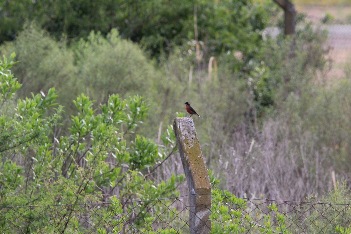 Black-and-rufous Warbling Finch - ML644491002