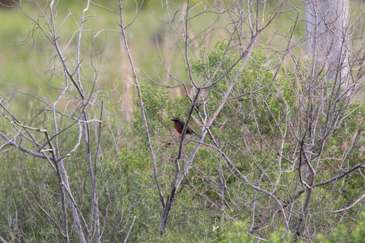 Black-and-rufous Warbling Finch - ML644491003