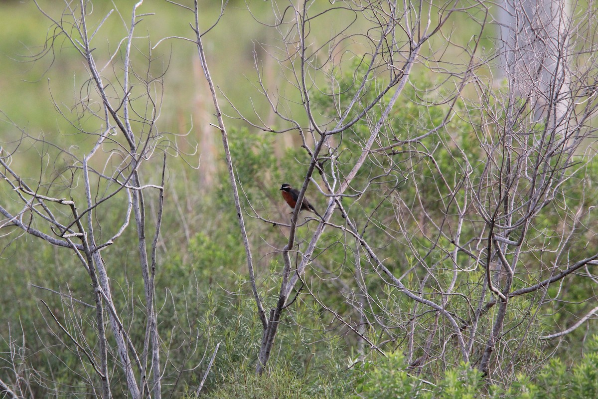 Black-and-rufous Warbling Finch - ML644491004