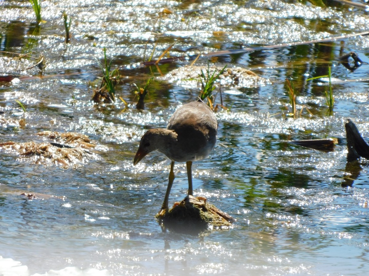 Calamoncillo Americano - ML644491010