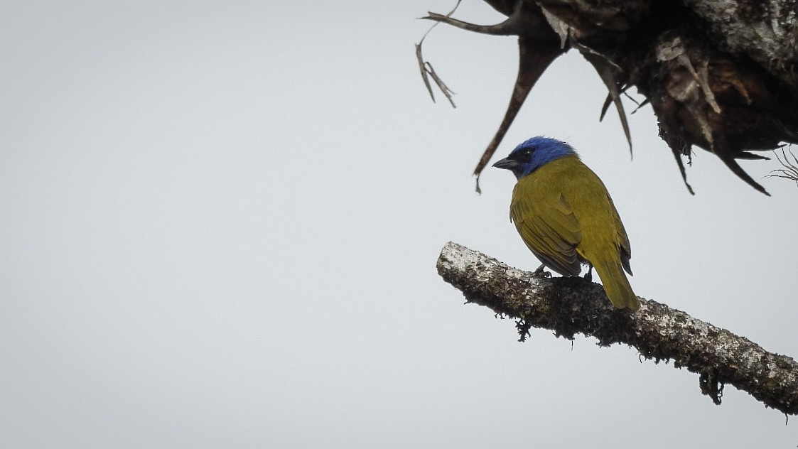 Blue-capped Tanager - ML644491011