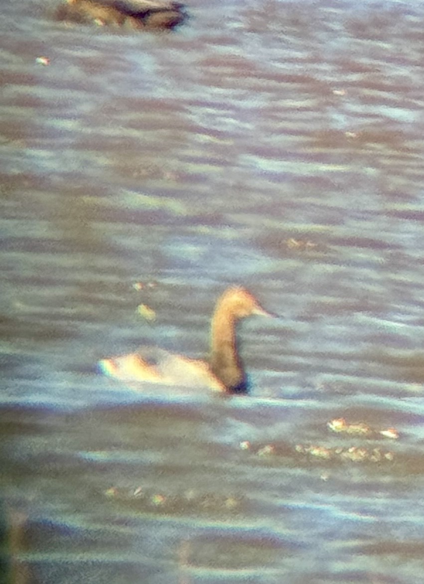 Fuligule à dos blanc - ML644491016