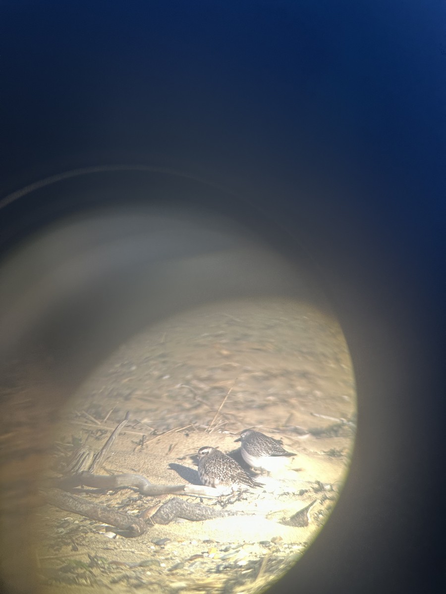 American Golden-Plover - ML644491017