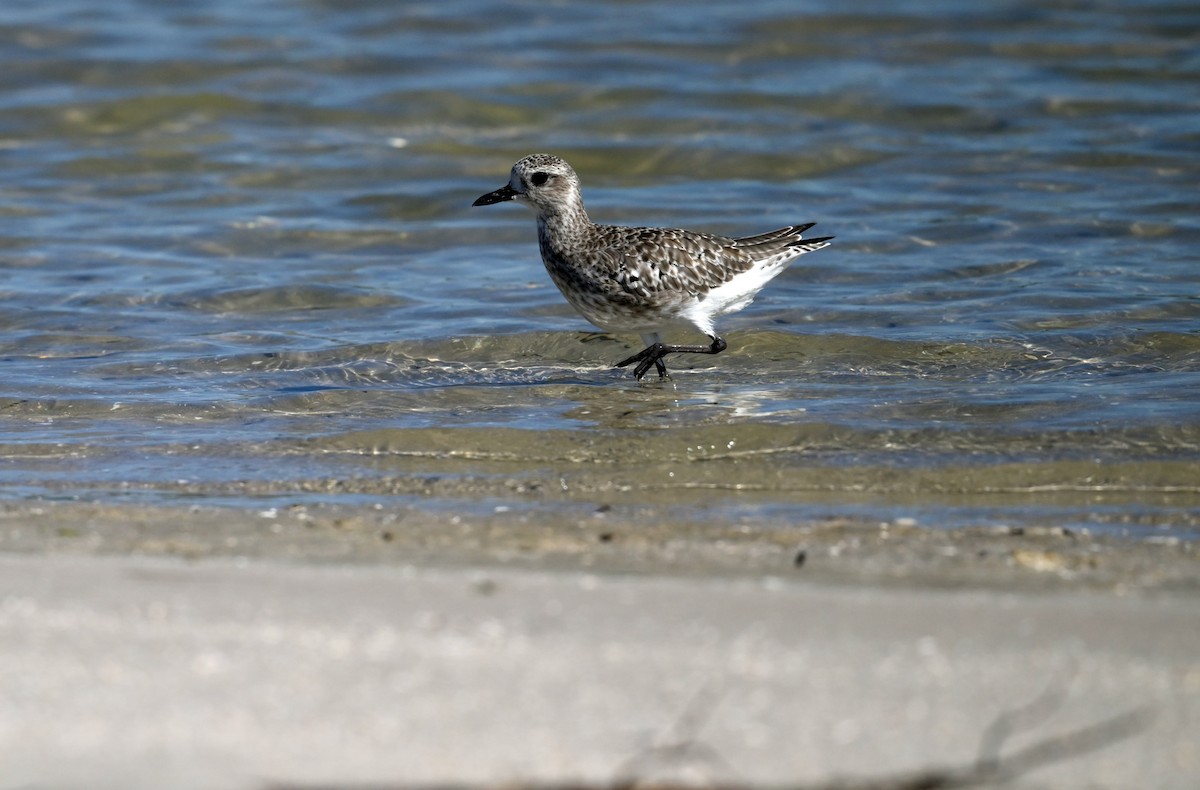 Black-bellied Plover - ML644491021