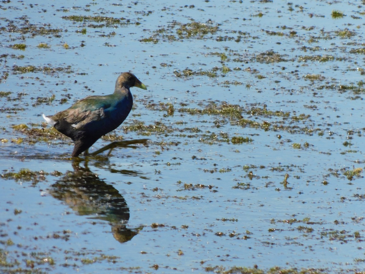 Calamoncillo Americano - ML644491024