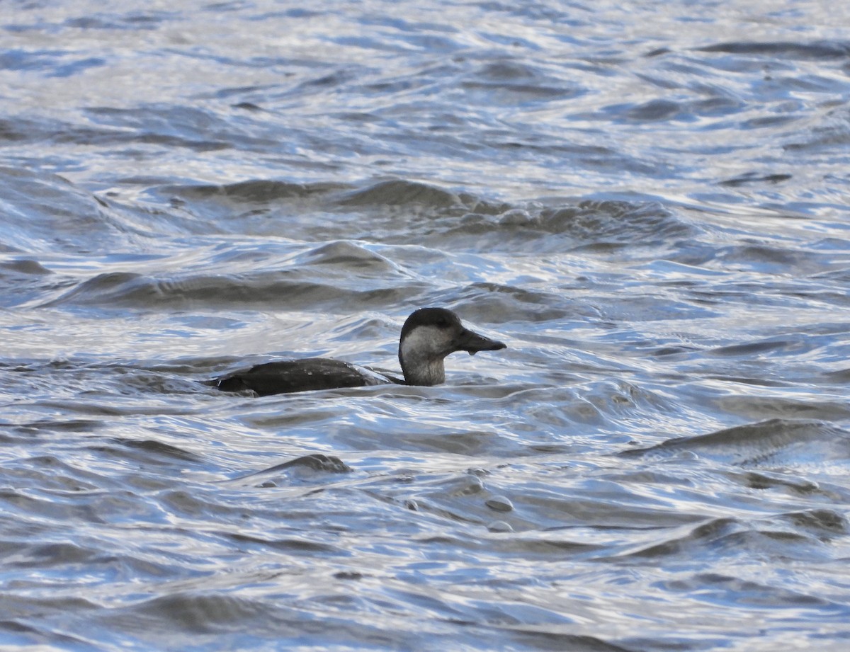 Black Scoter - ML644491036