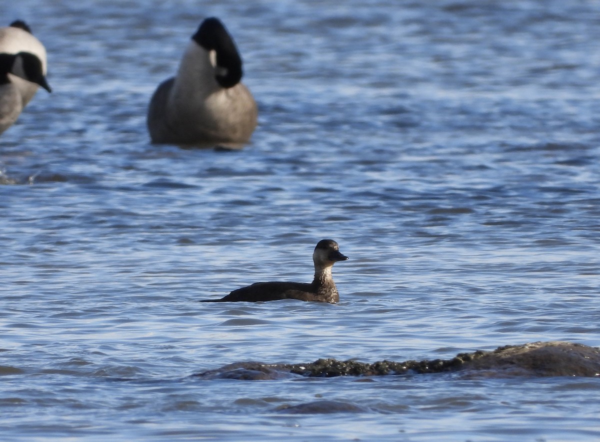 Black Scoter - ML644491037