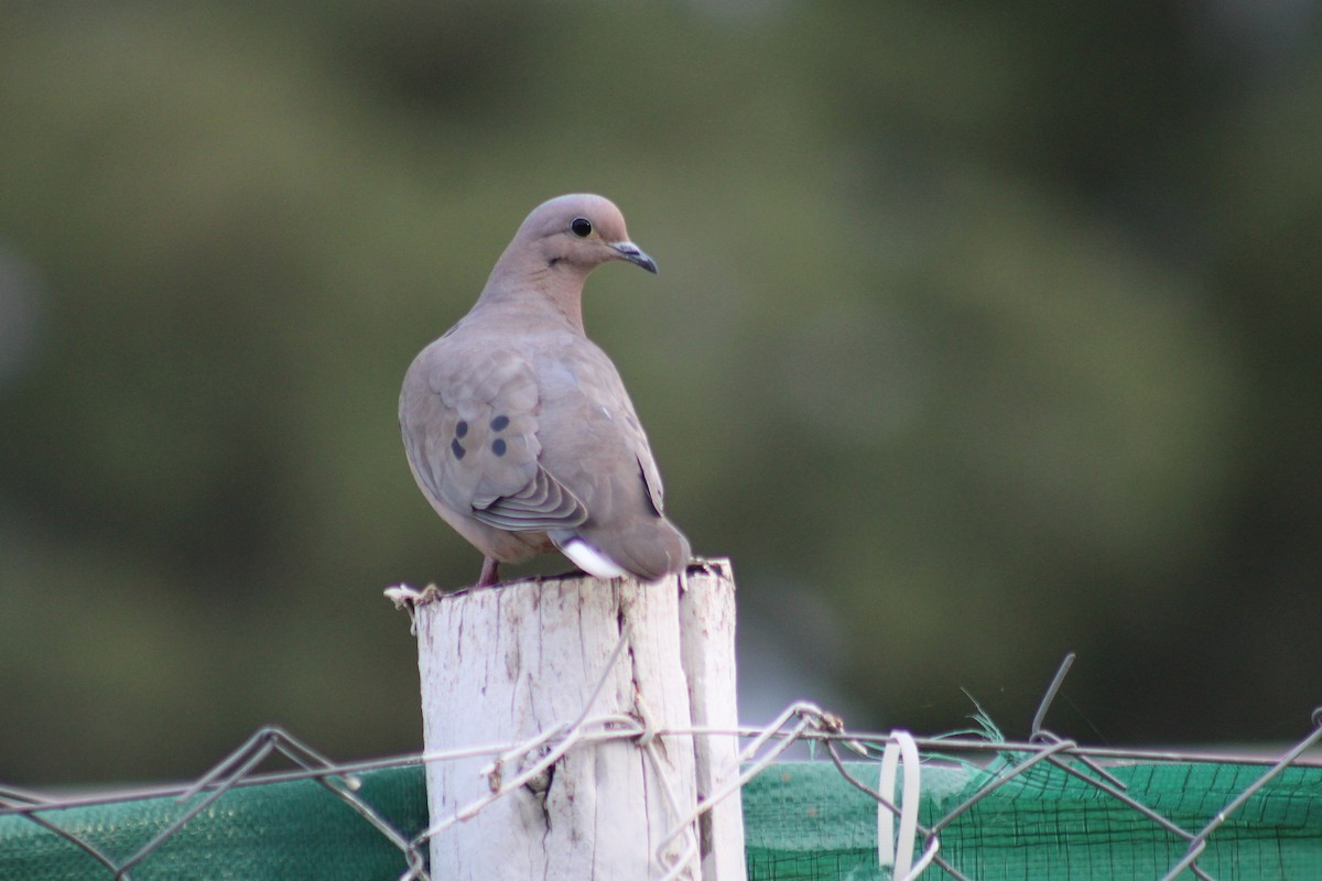 Eared Dove - ML644491039