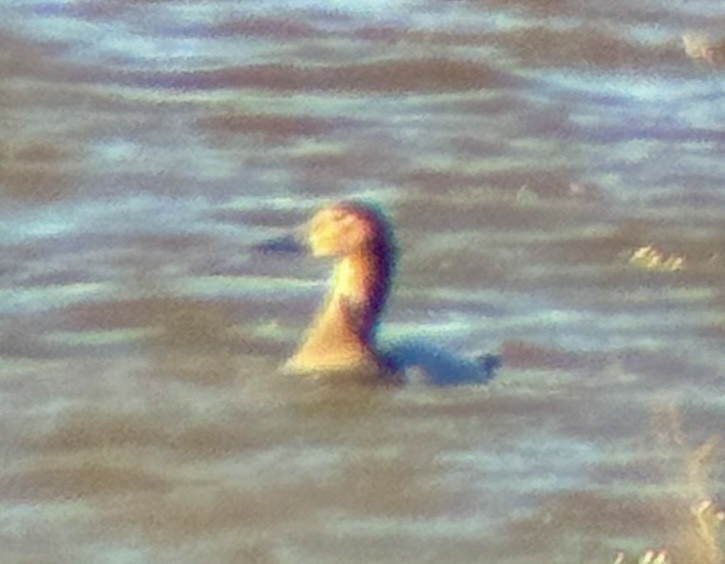 Fuligule à dos blanc - ML644491040