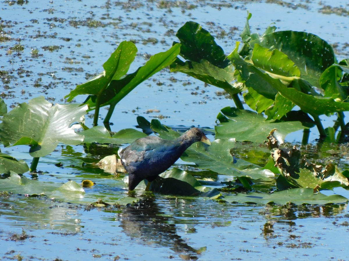 Calamoncillo Americano - ML644491043