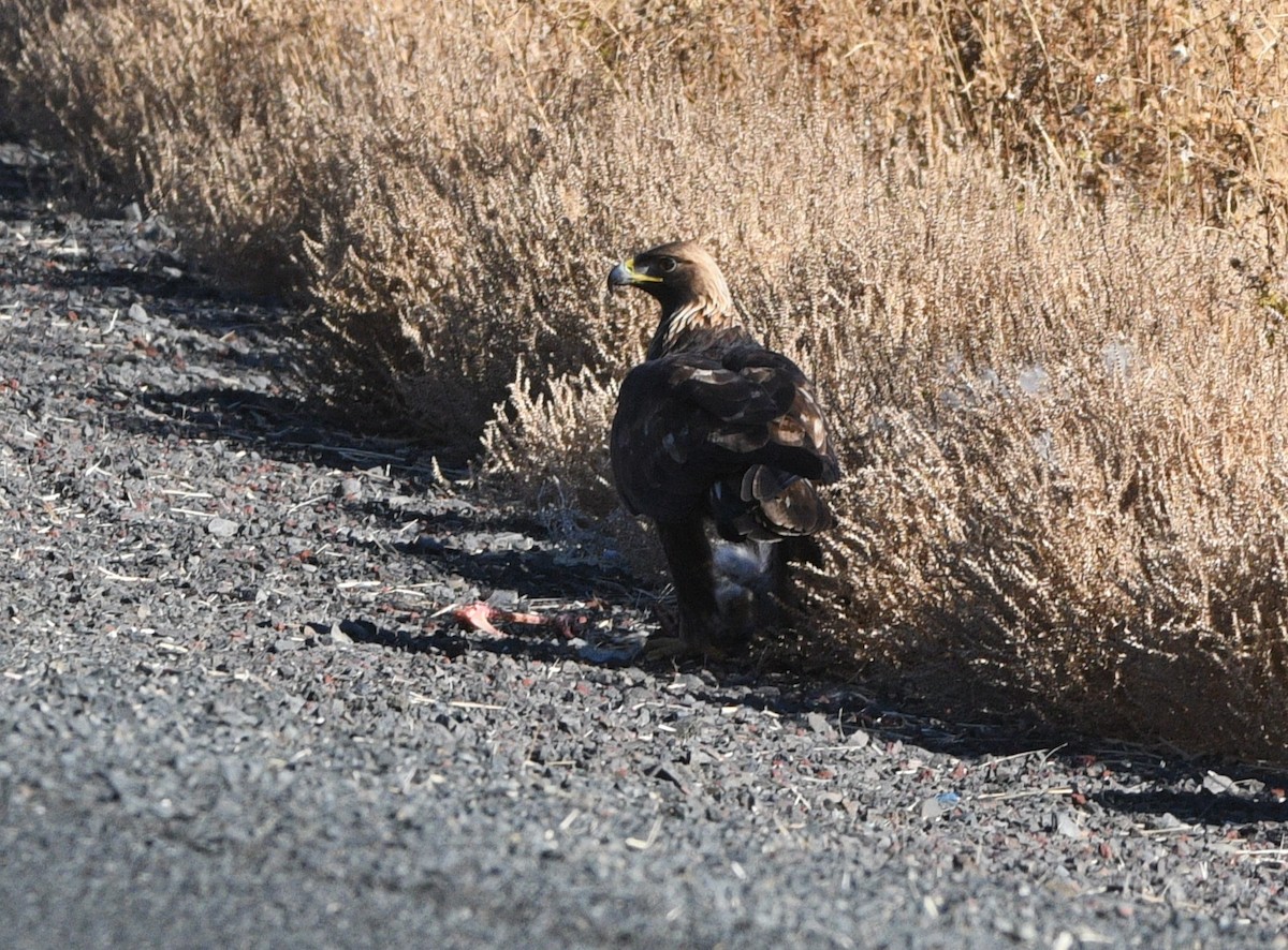 イヌワシ - ML644491048