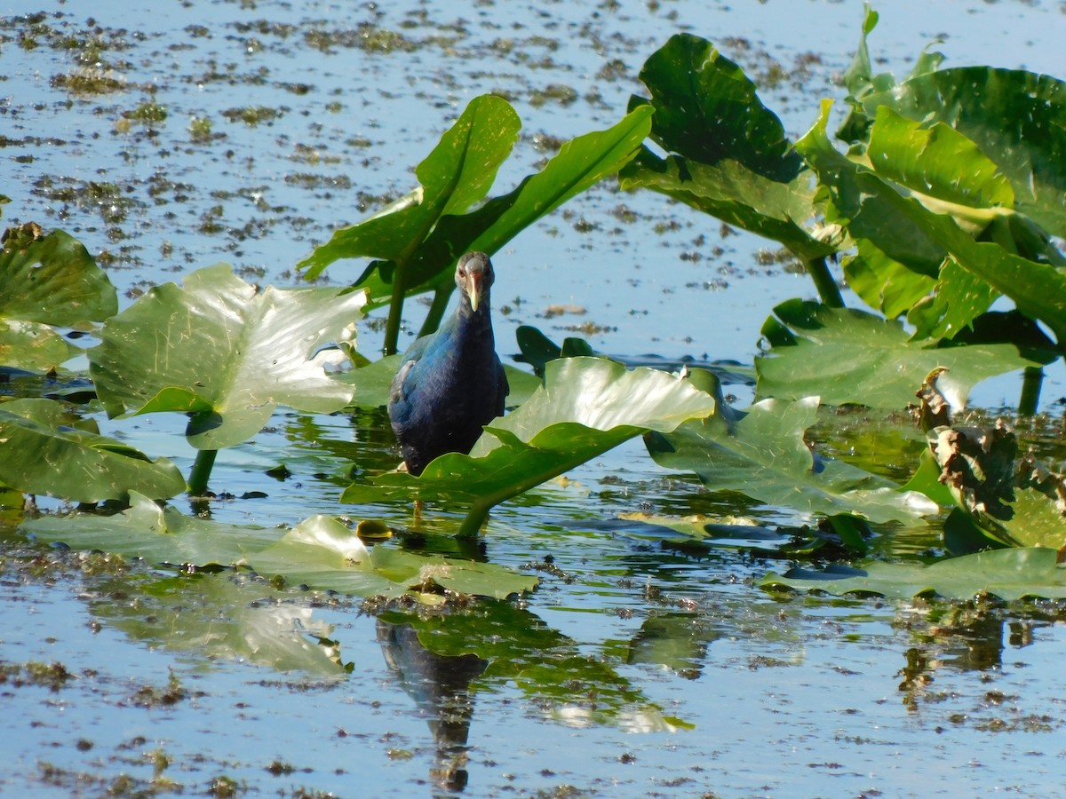 Calamoncillo Americano - ML644491067