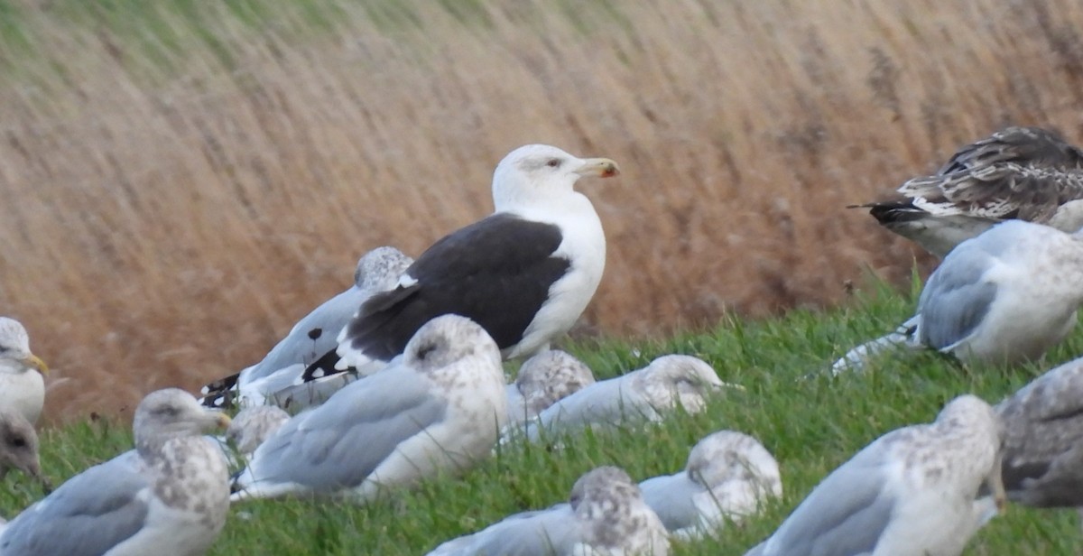 Büyük Kara Sırtlı Martı - ML644491068