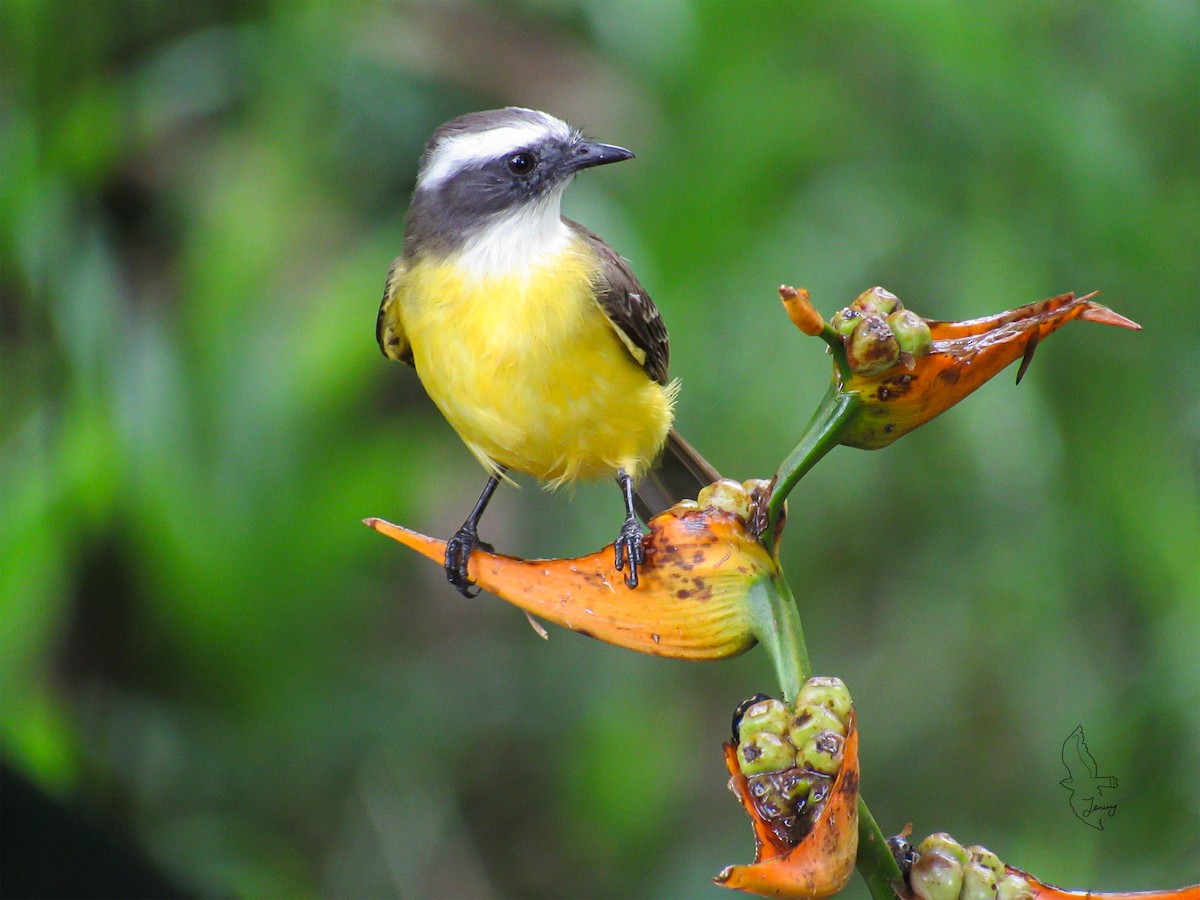 Sosyal Tiran - ML644491075