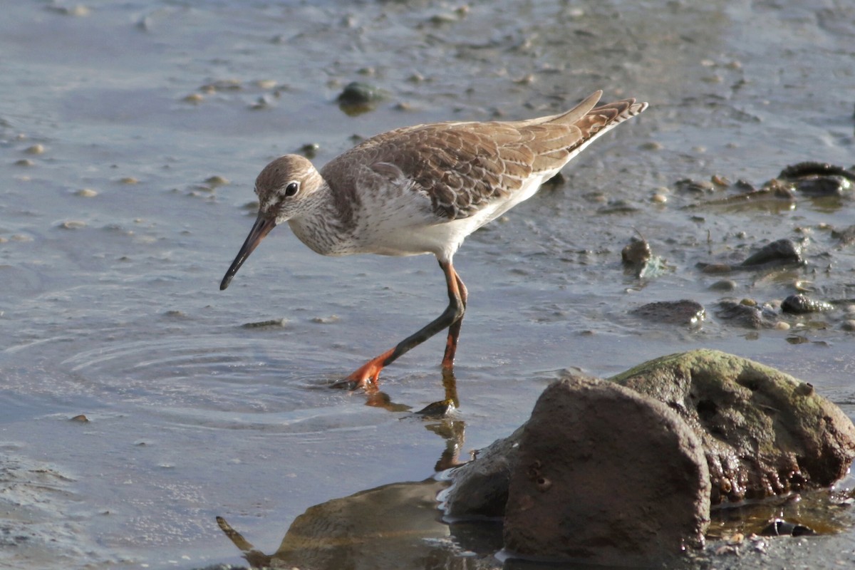 アカアシシギ - ML644491078