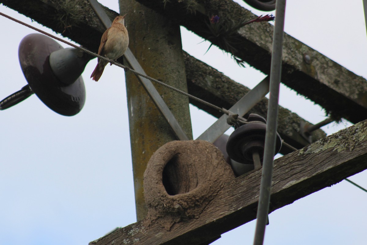 Pas Rengi Çömlekçikuşu - ML644491082