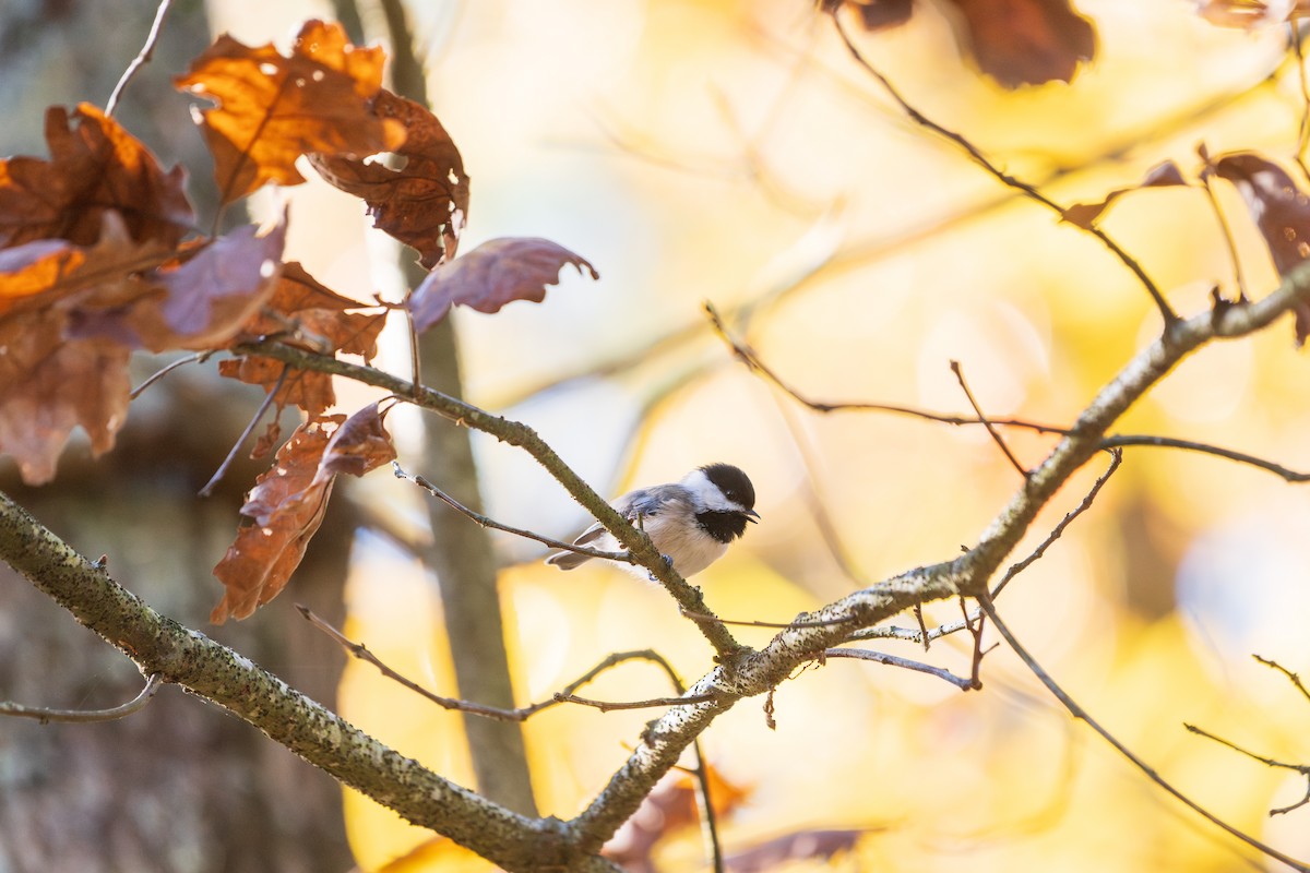 Black-capped Chickadee - ML644491083