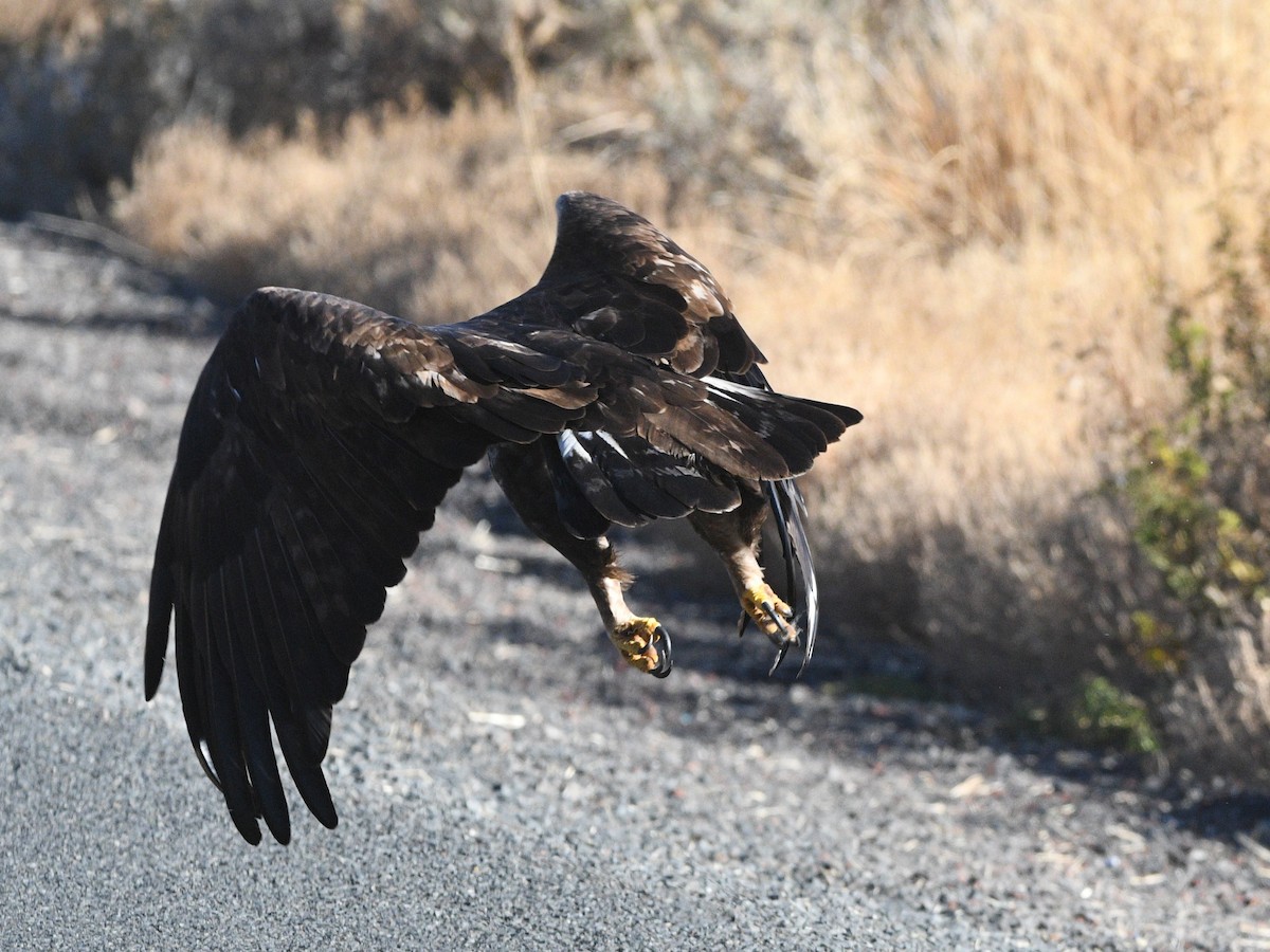 イヌワシ - ML644491086