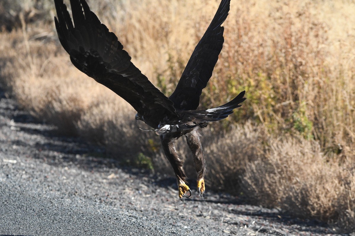 イヌワシ - ML644491087