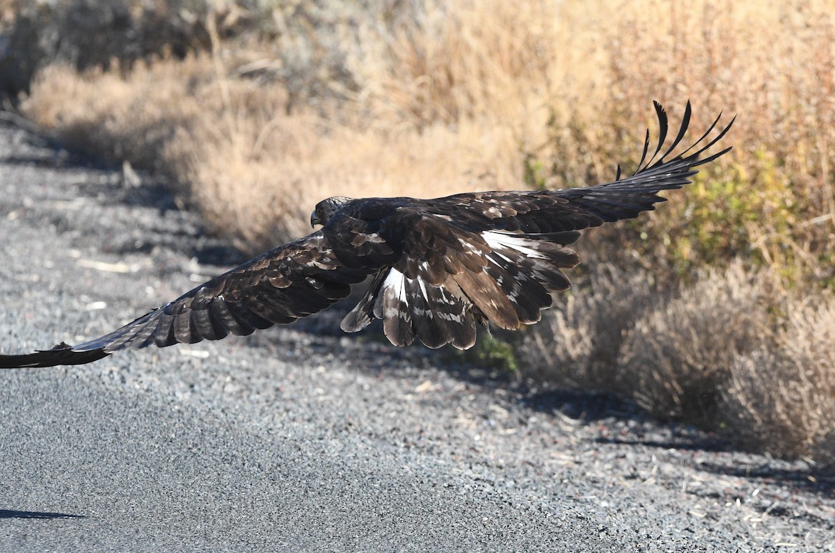 イヌワシ - ML644491088