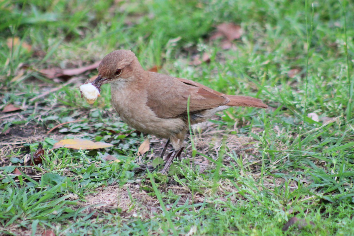 Pas Rengi Çömlekçikuşu - ML644491089