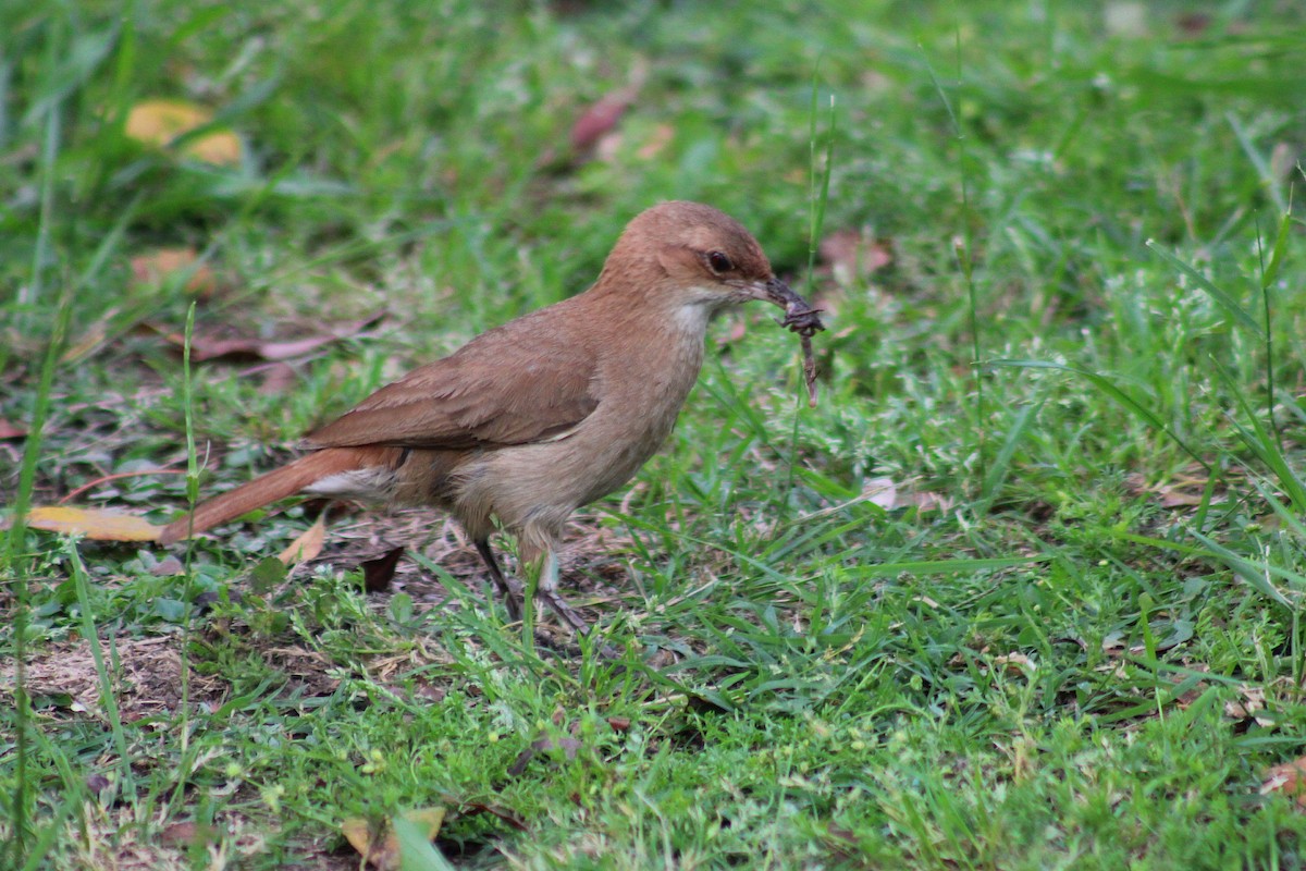 Pas Rengi Çömlekçikuşu - ML644491090