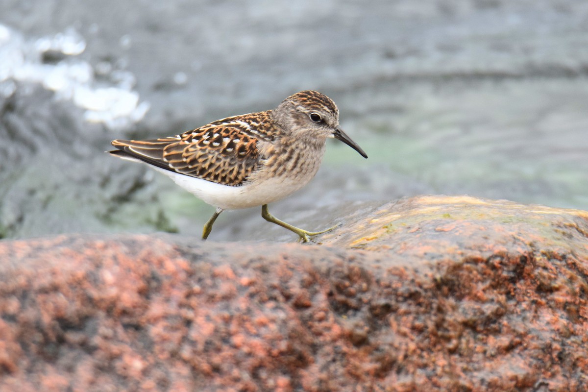 アメリカヒバリシギ - ML644491098